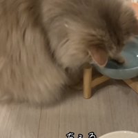 氷をつつく猫の写真1
