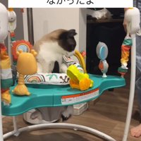 赤ちゃんのおもちゃで遊ぶ猫