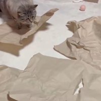 ボールは猫の横を通過したが猫は気づいていない