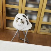 白い椅子に伏せる猫