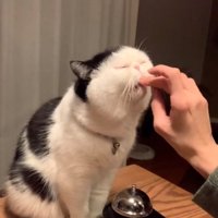 おやつをもらう猫
