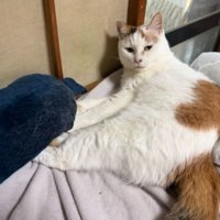 室内にいる猫