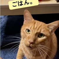 座って鳴いている猫