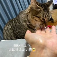 飼い主の手を舐める猫