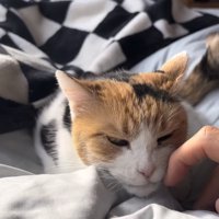 スリスリするミケ