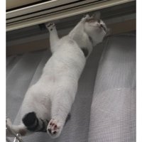 網戸に貼りつく猫