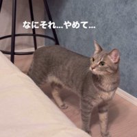 遠巻きに見つめる猫