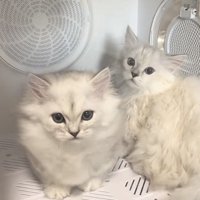 ドライヤーボックスに入っている2匹の猫の写真1
