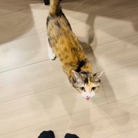 飼い主さんに向かって鳴く三毛猫