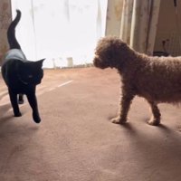 室内にいる猫と犬