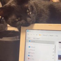 パソコンの画面を口に咥える猫