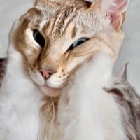 挟み込まれた顔