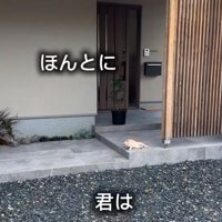 玄関扉の前でくつろぐ子猫