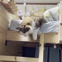 はしごをおりようとする猫