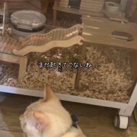 横を向く猫