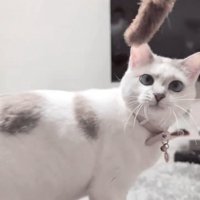 猫じゃらしを見つめている猫