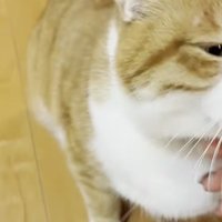 あごをなでられている猫