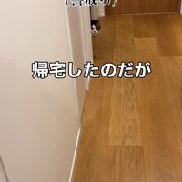 壁の影から顔だけ出している猫