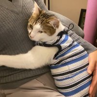 人の体に抱きつく猫