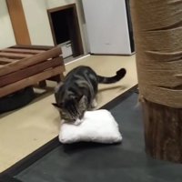 枕を置く猫