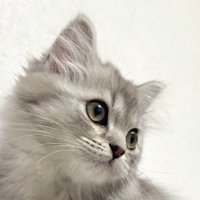 遠くを見つめる子猫の顔