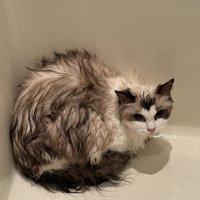 濡れている猫