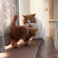 子猫に向かって鳴いている猫