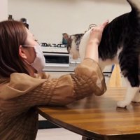 ママさんに体を撫でられるサバ白猫