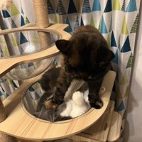 キャットタワーにいる2匹の猫斜め横
