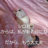 布団の上で寝る猫