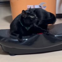 ブルブルマシンに乗る黒猫8