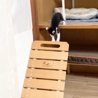 椅子に乗ろうとする猫