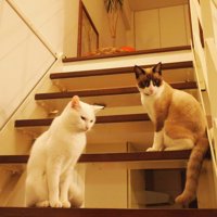 階段にいる2匹の猫