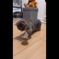 前足でテーブルにタッチ