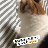 名前を呼ばれて怒るミケ猫