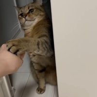 左前足でタッチ