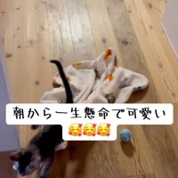 通る猫