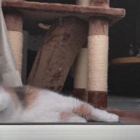 窓際にいる2匹の猫