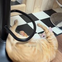 輪っかをくぐる猫