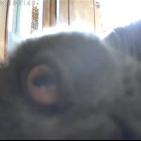 ペットカメラに映る猫の顔