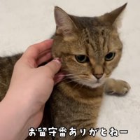 なでられている猫