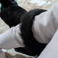 腕に巻きつく黒猫のしっぽ