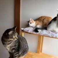 室内にいる猫