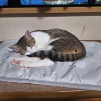 寝ている猫