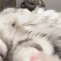 前足を伸ばす猫