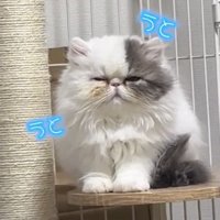 ケージ内のステップに前足をそろえて座る猫