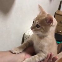 片手で支えられる猫