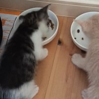 美味しそうにご飯を食べる2匹の猫