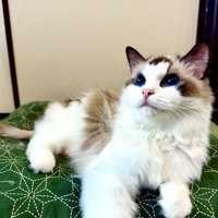 寝そべる猫