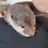 さくらちゃんの紹介写真